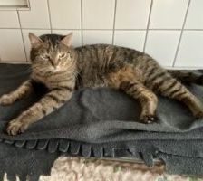 Lumina – EKH, getigert, Weibchen, 1 Jahr, 90537 Feucht – Foto 4