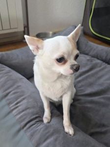 Marie – Chihuahua, Weibchen, 6 Jahre, 97525 Schwebheim – Foto 2