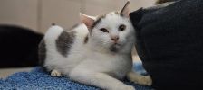 Marie – Chihuahua, Weibchen, 6 Jahre, 97525 Schwebheim – Foto 3