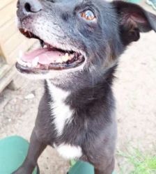 Momo – Terrier-Mix, Männchen, 4 Jahre, 13057 Berlin – Foto 2
