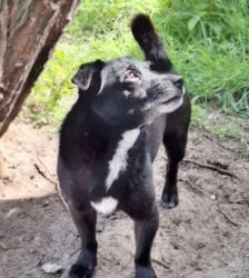 Momo – Terrier-Mix, Männchen, 4 Jahre, 13057 Berlin – Foto 3
