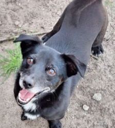Momo – Terrier-Mix, Männchen, 4 Jahre, 13057 Berlin – Foto 4