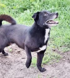 Momo – Terrier-Mix, Männchen, 4 Jahre, 13057 Berlin – Foto 5