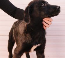 Peanut – Kangal Mix, Männchen, Alter unbekannt, Nordic Strays e.V. – Foto 3