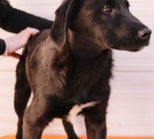 Peanut – Kangal Mix, Männchen, Alter unbekannt, Nordic Strays e.V. – Foto 4