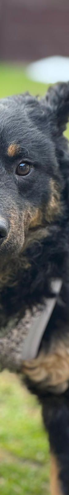 Bessie – Kroatischer Schäferhund Mix, Weibchen, Alter unbekannt, Nordic Strays e.V. – Foto 1