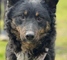 Bessie – Kroatischer Schäferhund Mix, Weibchen, Alter unbekannt, Nordic Strays e.V. – Foto 2