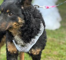 Bessie – Kroatischer Schäferhund Mix, Weibchen, Alter unbekannt, Nordic Strays e.V. – Foto 3