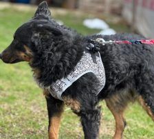 Bessie – Kroatischer Schäferhund Mix, Weibchen, Alter unbekannt, Nordic Strays e.V. – Foto 4