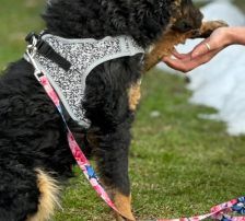 Bessie – Kroatischer Schäferhund Mix, Weibchen, Alter unbekannt, Nordic Strays e.V. – Foto 5