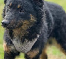 Bessie – Kroatischer Schäferhund Mix, Weibchen, Alter unbekannt, Nordic Strays e.V. – Foto 6