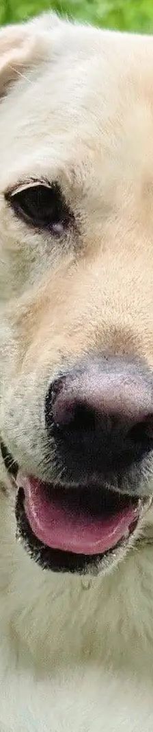 Lotte – Labrador-Retriever, Weibchen, 2 Jahre, 13057 Berlin – Foto 1