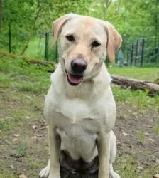 Lotte – Labrador-Retriever, Weibchen, 2 Jahre, 13057 Berlin – Foto 2