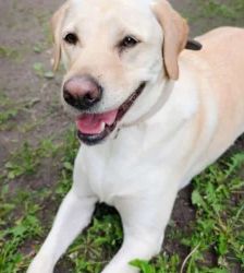 Lotte – Labrador-Retriever, Weibchen, 2 Jahre, 13057 Berlin – Foto 3