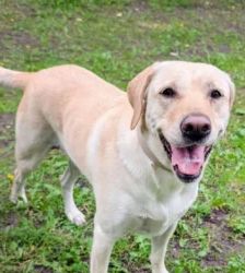 Lotte – Labrador-Retriever, Weibchen, 2 Jahre, 13057 Berlin – Foto 4