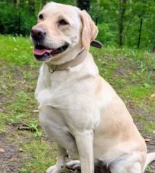 Lotte – Labrador-Retriever, Weibchen, 2 Jahre, 13057 Berlin – Foto 5