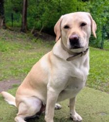 Lotte – Labrador-Retriever, Weibchen, 2 Jahre, 13057 Berlin – Foto 6