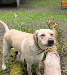 Lotte – Labrador-Retriever, Weibchen, 2 Jahre, 13057 Berlin – Foto 7