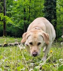 Lotte – Labrador-Retriever, Weibchen, 2 Jahre, 13057 Berlin – Foto 8