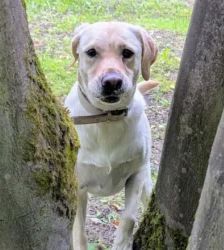 Lotte – Labrador-Retriever, Weibchen, 2 Jahre, 13057 Berlin – Foto 9