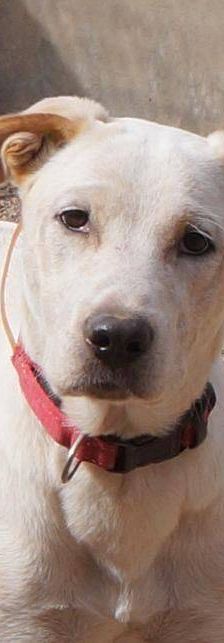Gordo – Mischling, Männchen, Alter unbekannt, 65520 Bad Camberg – Foto 2