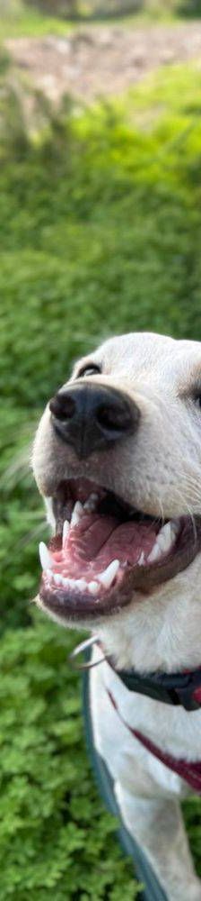 Gordo – Mischling, Männchen, Alter unbekannt, 65520 Bad Camberg – Foto 12