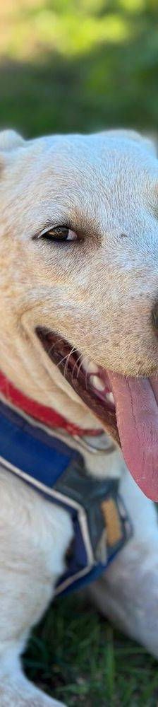 Gordo – Mischling, Männchen, Alter unbekannt, 65520 Bad Camberg – Foto 13