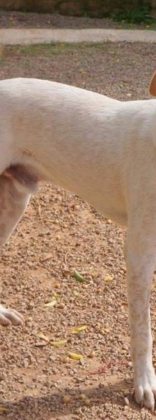 Gordo – Mischling, Männchen, Alter unbekannt, 65520 Bad Camberg – Foto 6