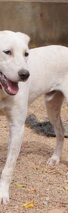 Gordo – Mischling, Männchen, Alter unbekannt, 65520 Bad Camberg – Foto 9