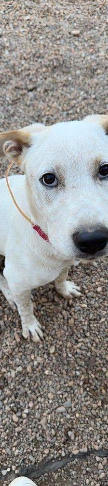 Gordo – Mischling, Männchen, Alter unbekannt, 65520 Bad Camberg – Foto 10