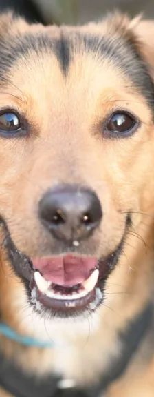 Bobby – Terrier-Mix, Männchen, 1 Jahr 1 Monat, 13057 Berlin – Foto 1
