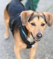 Bobby – Terrier-Mix, Männchen, 1 Jahr 1 Monat, 13057 Berlin – Foto 2