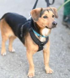Bobby – Terrier-Mix, Männchen, 1 Jahr 1 Monat, 13057 Berlin – Foto 3