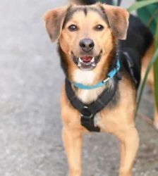 Bobby – Terrier-Mix, Männchen, 1 Jahr 1 Monat, 13057 Berlin – Foto 4