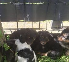 Murmel – Mischling, Männchen, Alter unbekannt, Nordic Strays e.V. – Foto 2
