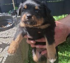 Murmel – Mischling, Männchen, Alter unbekannt, Nordic Strays e.V. – Foto 3