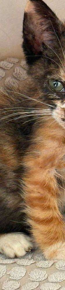 Casi – Europäisch Kurzhaar, Weibchen, 6 Monate, 65520 Bad Camberg – Foto 2