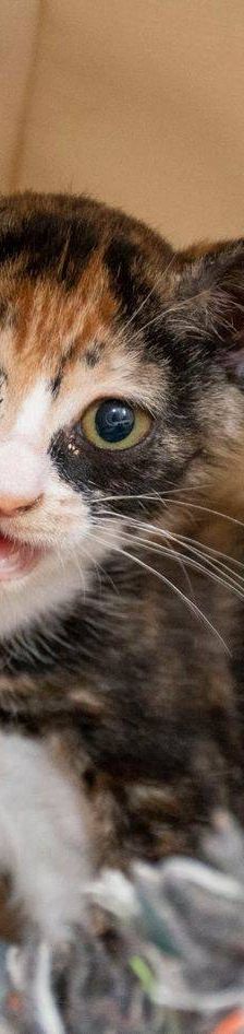 Casi – Europäisch Kurzhaar, Weibchen, 6 Monate, 65520 Bad Camberg – Foto 14