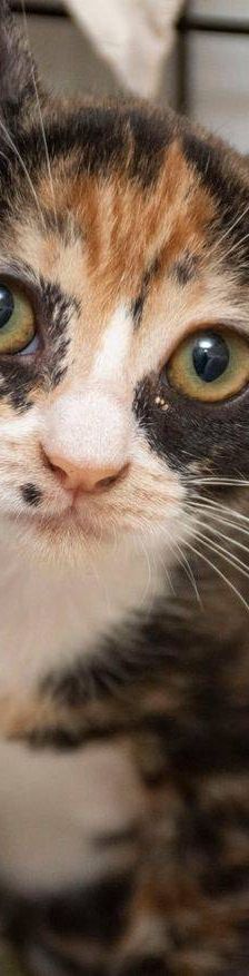 Casi – Europäisch Kurzhaar, Weibchen, 6 Monate, 65520 Bad Camberg – Foto 16