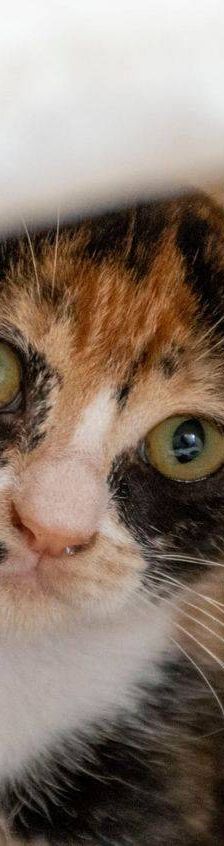Casi – Europäisch Kurzhaar, Weibchen, 6 Monate, 65520 Bad Camberg – Foto 18