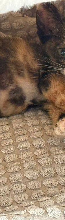 Casi – Europäisch Kurzhaar, Weibchen, 6 Monate, 65520 Bad Camberg – Foto 3