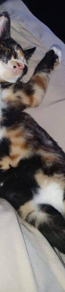 Casi – Europäisch Kurzhaar, Weibchen, 6 Monate, 65520 Bad Camberg – Foto 23