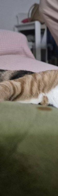 Casi – Europäisch Kurzhaar, Weibchen, 6 Monate, 65520 Bad Camberg – Foto 26