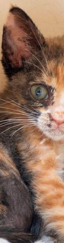 Casi – Europäisch Kurzhaar, Weibchen, 6 Monate, 65520 Bad Camberg – Foto 5