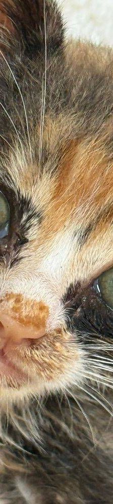 Casi – Europäisch Kurzhaar, Weibchen, 6 Monate, 65520 Bad Camberg – Foto 7