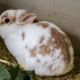 Yuta – Katze, Männchen, 3 Jahre, 39576 Stendal – Foto 24