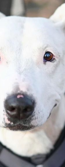 Mallow (Marshmallow) – Bullterrier-Mix, Weibchen, 8 Jahre, 13057 Berlin – Foto 1