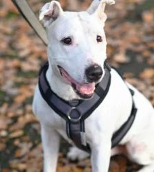 Mallow (Marshmallow) – Bullterrier-Mix, Weibchen, 8 Jahre, 13057 Berlin – Foto 2