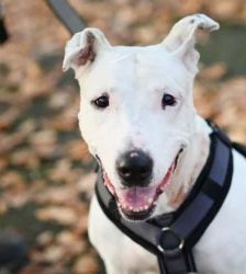 Mallow (Marshmallow) – Bullterrier-Mix, Weibchen, 8 Jahre, 13057 Berlin – Foto 3
