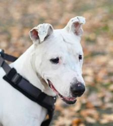 Mallow (Marshmallow) – Bullterrier-Mix, Weibchen, 8 Jahre, 13057 Berlin – Foto 4